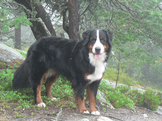 Kolin kansallismaisemassa