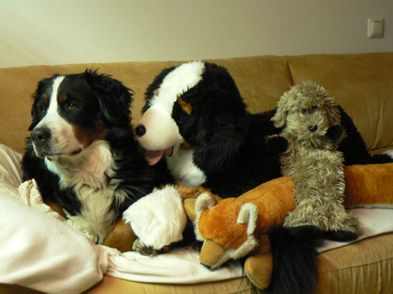 Donna, Linta, Ransu ja Romy