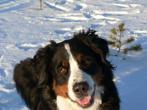 Ronna ja Röykän lumi