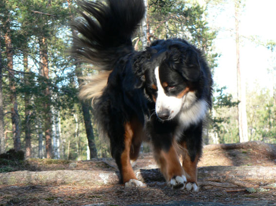 Ronna ja Suamen talvi helmikuussa -08