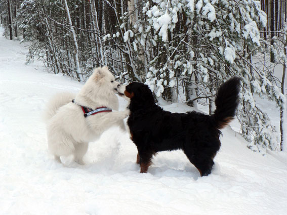 tää kuva ei valitettavasti oo Ankkalinnasta