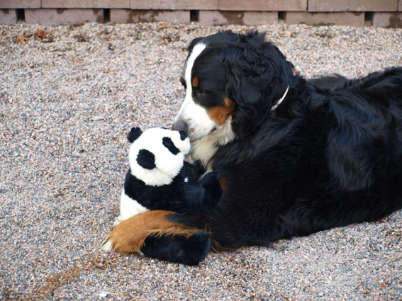mun tuarein avustajani Riikka