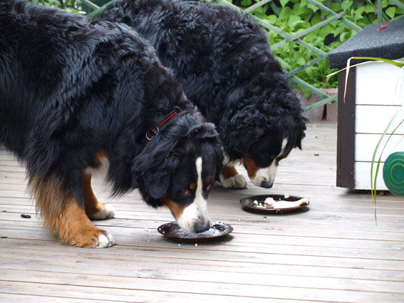 7 vuotis synttärikakut