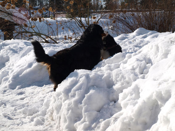 Saska antaa mulle piänen pusun
