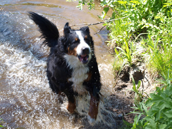 Että tämmöstä peliä