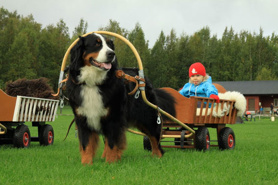 Sanni uskalsi tulla kyytiin